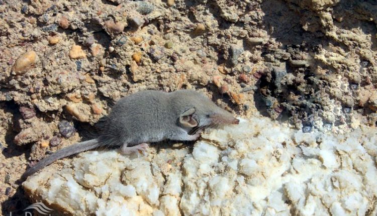 حشره‌ خور خزری