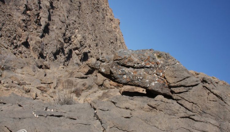 سنگ دایناسور، بردسکن