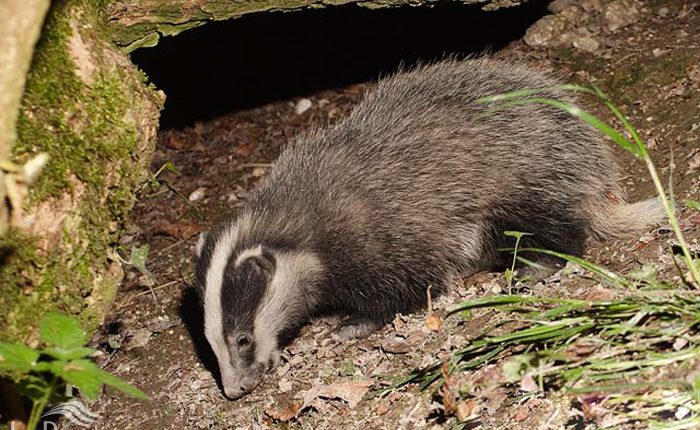 گورکن (رودک)