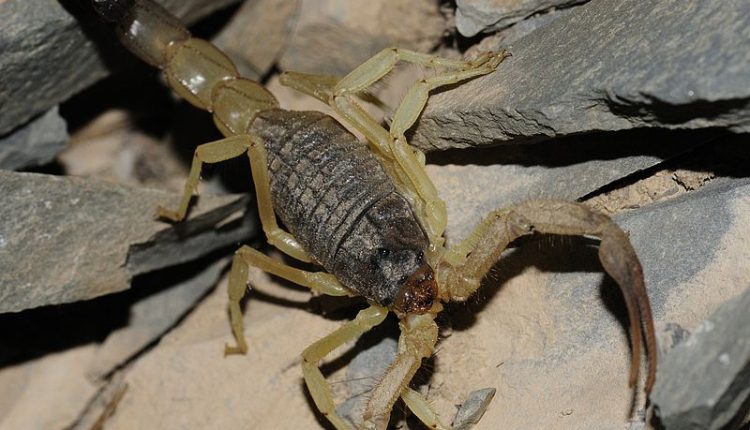 عقرب بوتتوس جایاکاری