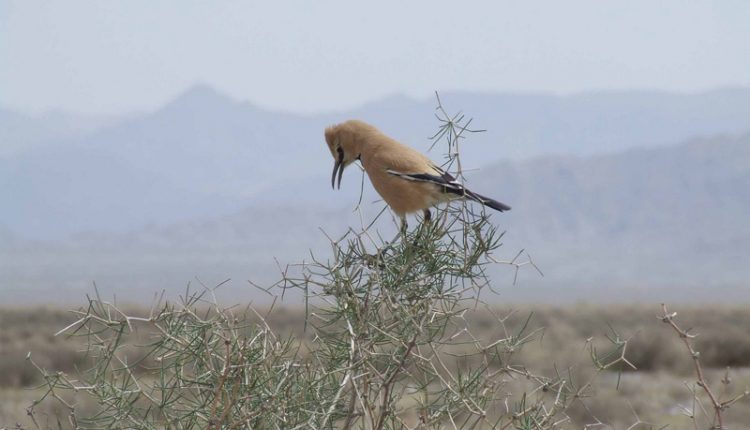 منطقه شکار ممنوع عباس آباد تنگلها، نایین