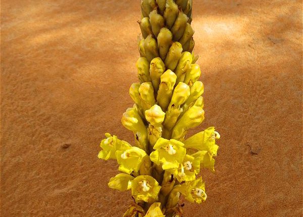 گونه ای از گل جالیز با نام علمی Cistanche tubulosa