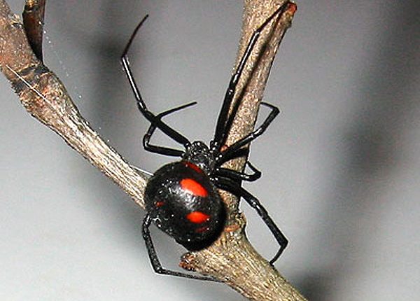 عنکبوت بیوه سیاه ماده