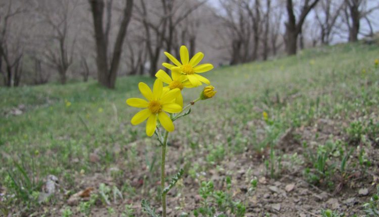 روستای عالم زمین، ساوجبلاغ