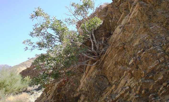 منطقه شکار ممنوع سده، خواف