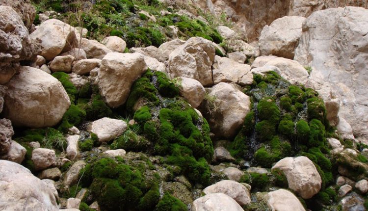 دره کال سردر، طبس