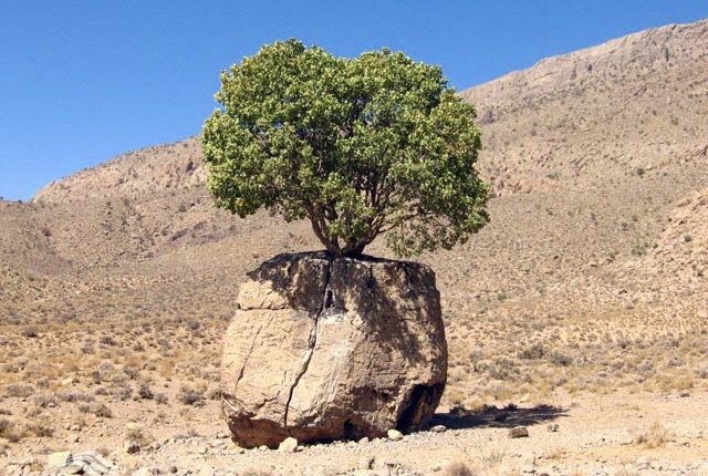 درخت مروارید سبز، ارسنجان