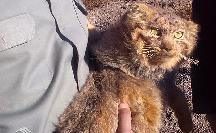 گربه پالاس، منطقه حفاظت شده ارس سیستان