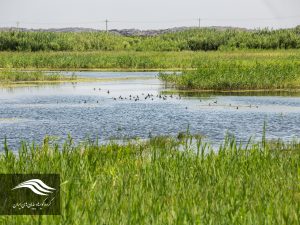 تالاب بورالان، ماکو